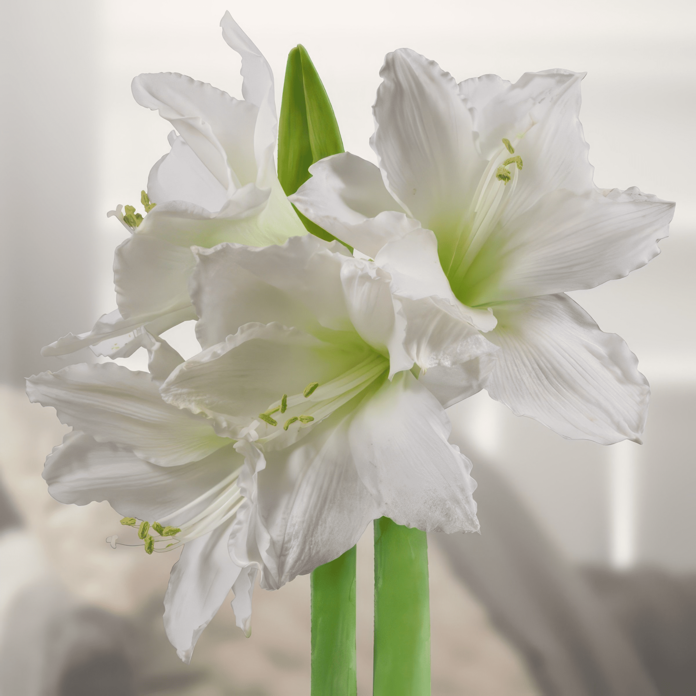 National Plant Network Pastel Pink Waxed White Blooming Giant Amaryllis Bulb (3-pack)