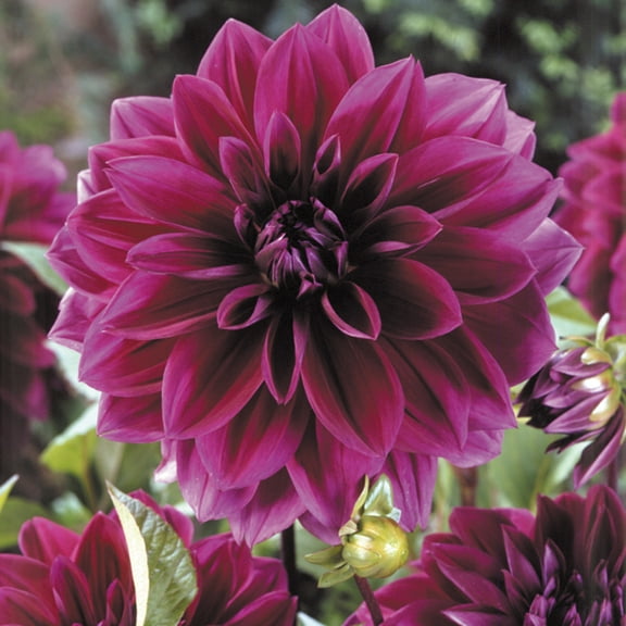 Van Zyverden Dahlias Thomas Edison Set of 5 Bulbs Purple Full Sun Easy to Grow