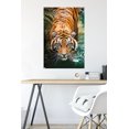 thumbnail image 4 of Tigre - Eau, 4 of 4
