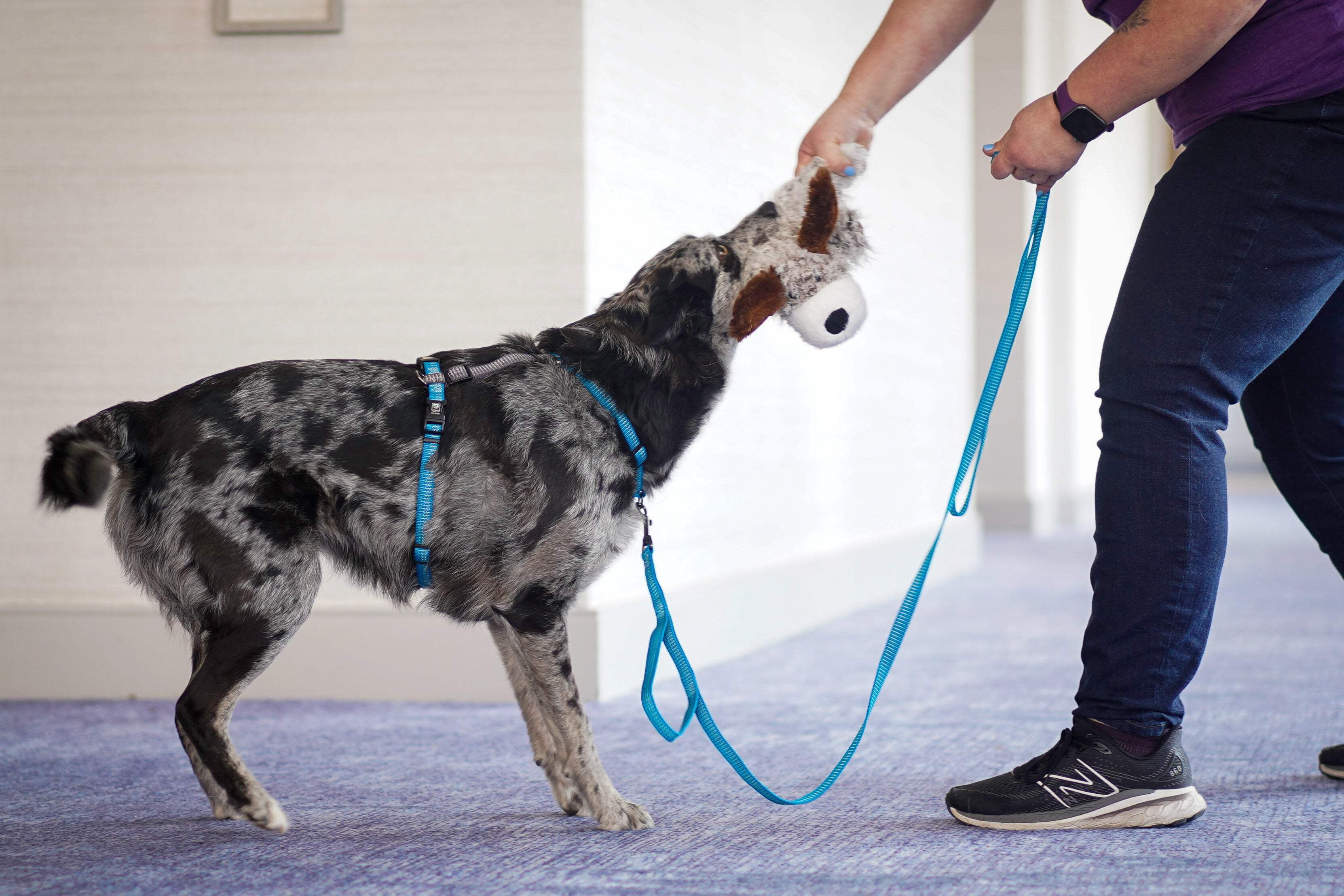 Blue-9 Reflective Buckle-Neck Balance Harness, Fully Customizable Fit No-Pull Harness with 3M Reflective Stitching, Ideal for Dog Training and Obedience, Made in The USA, Red, Medium/Large