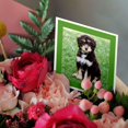 thumbnail image 3 of 3drose, Aussiedoodle. Puppy. Best Friend. Family Dog., 6 Greeting Cards with Envelopes, 3 of 7