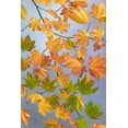 thumbnail image 2 of Jaynes Gallery 23x32 Gold Ornate Wood Framed with Double Matting Museum Art Print Titled - USA-Washington State-Seabeck Vine maple branch in autumn, 2 of 4