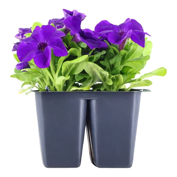 Expert Gardener 6" Blue Purple Petunia Live Plants in 3" Grower Pot Full Sun 4 Pack