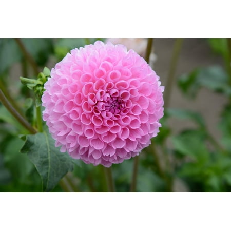 - LAMINATED POSTER Nature Dahlia Pink Bloom Petals Poster Print 24 x 36