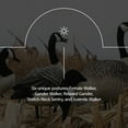 thumbnail image 4 of Avian X AXP 6 Piece Honker Sentry Walker Realistic Hunting Decoy, 3 Pack, 4 of 9