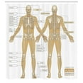 thumbnail image 3 of Ambesonne Anatomy Shower Curtain, Human Skeleton System, 69"Wx84"L, White Tan, 3 of 3