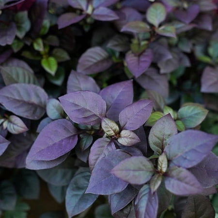 QT PW ORNAMENTAL PEP