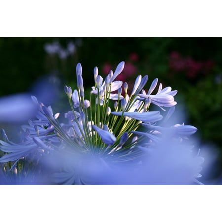 Canvas Print Agapanthus Flower Summer Blue Plant Stretched Canvas 10 x (Best Time To Plant Agapanthus)