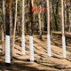 thumbnail image 4 of Plant Tree Trunk Protector Weather Preventing Plastic Guards Cover B, 4 of 5