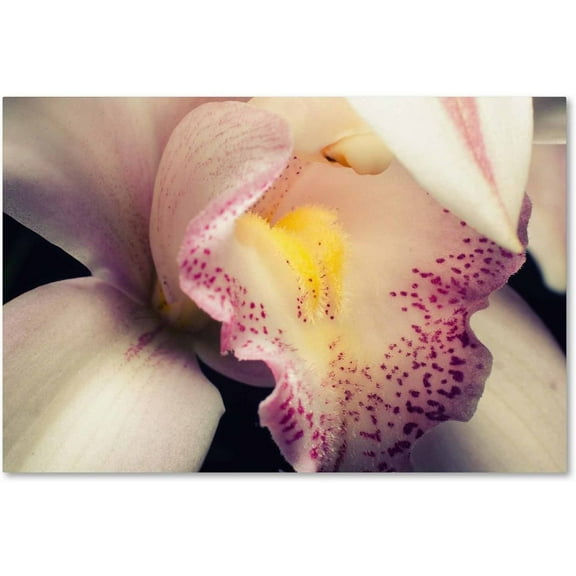 Trademark Fine Art 'Close-Up of Orchid' Canvas Art by PIPA Fine Art