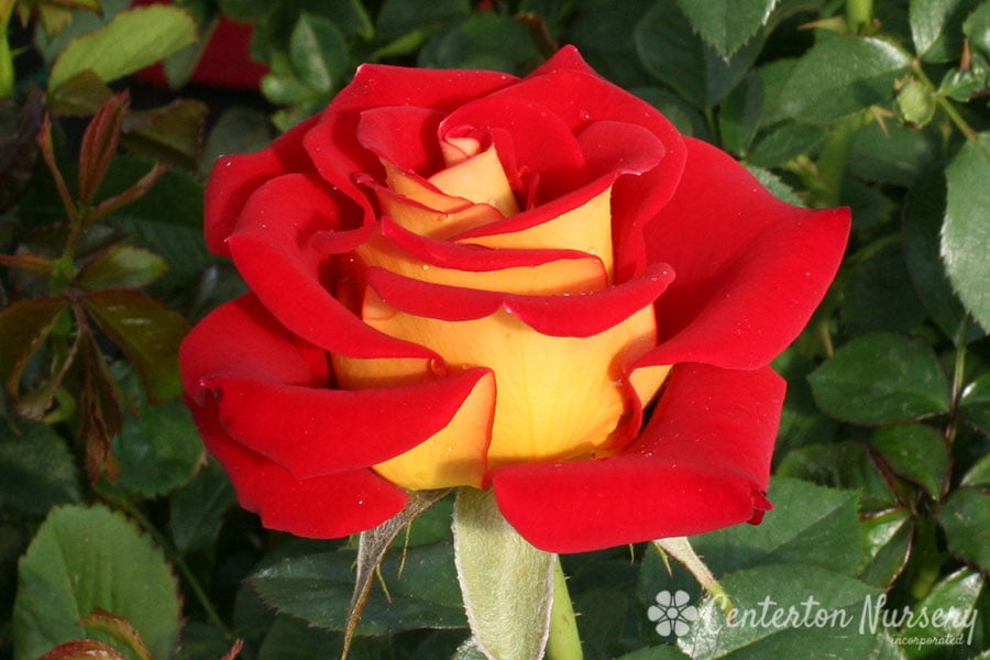 20 Rose Seeds Ketchup Mustard Rose Yellow & Red Blooms