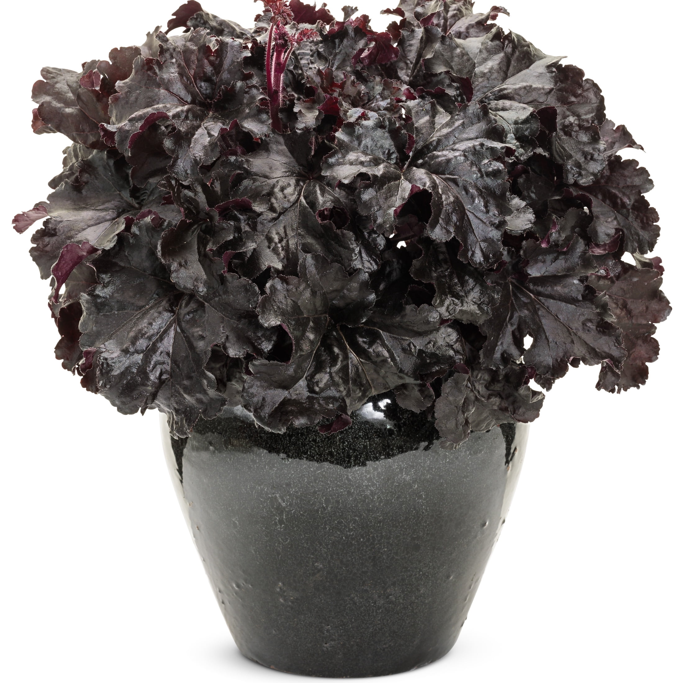 Proven Winners 6" Black Dolce 'Evening Gown' Coral Bells Live Plant in 6.5" Pot