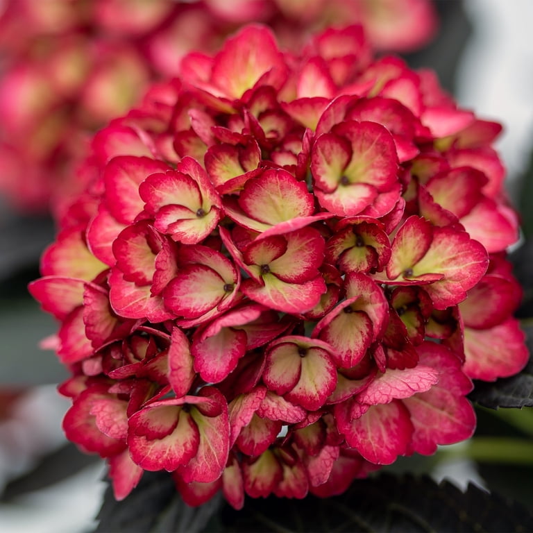 First Editions Eclipse Hydrangea Live Shrub in 2-Gallon Grower Pot