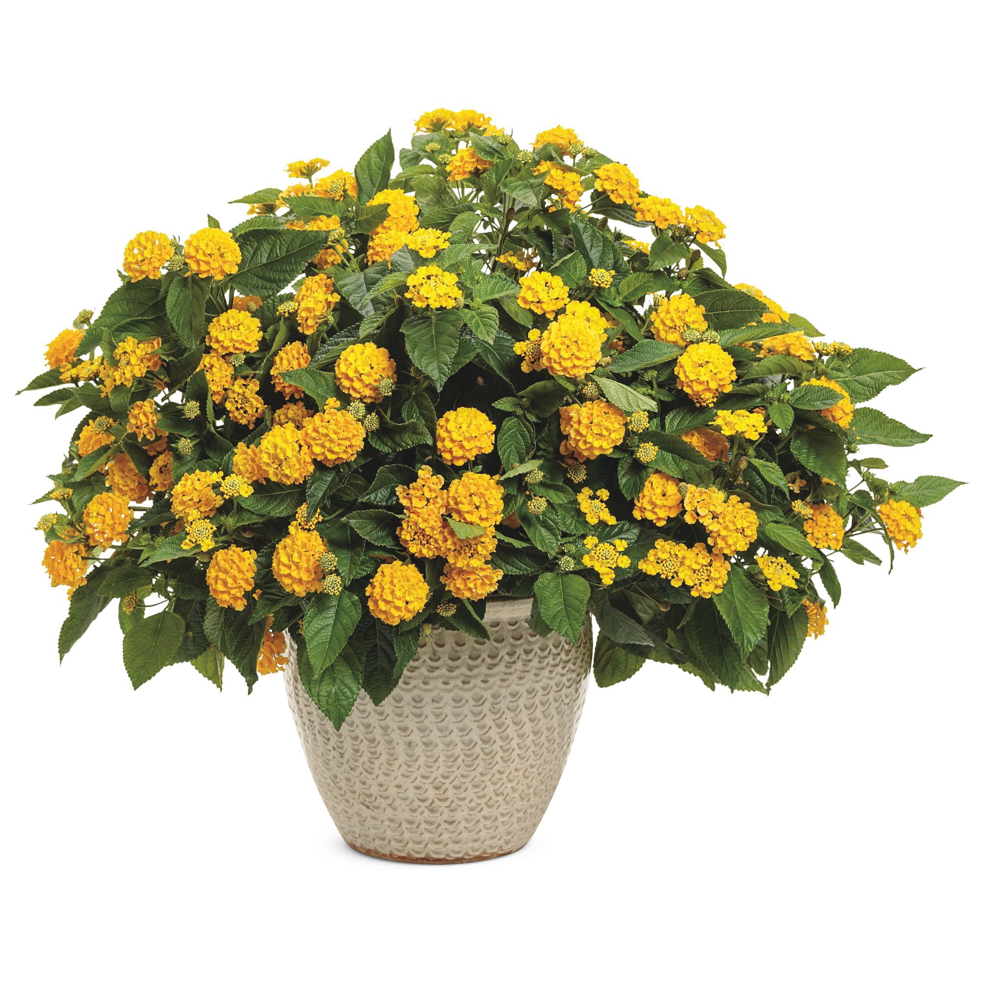 Proven Winners 4" Yellow Luscious Royale Lemon Tart Lantana Live Plant in 4.25" Pot (4 Count)