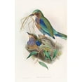 thumbnail image 3 of John Gould 13x18 Black Modern Framed Museum Art Print Titled - Burmese Roller (1850-1883), 3 of 5