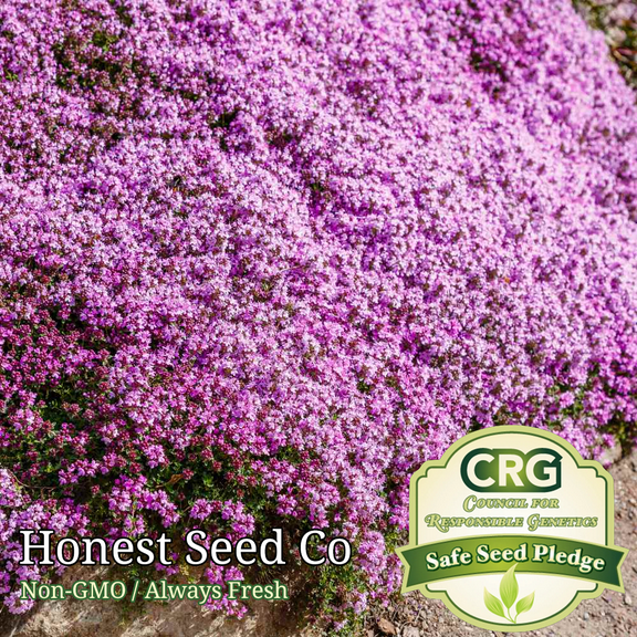 500  Creeping Thyme Seeds, Groundcover Seeds | Herb Garden Seeds USA