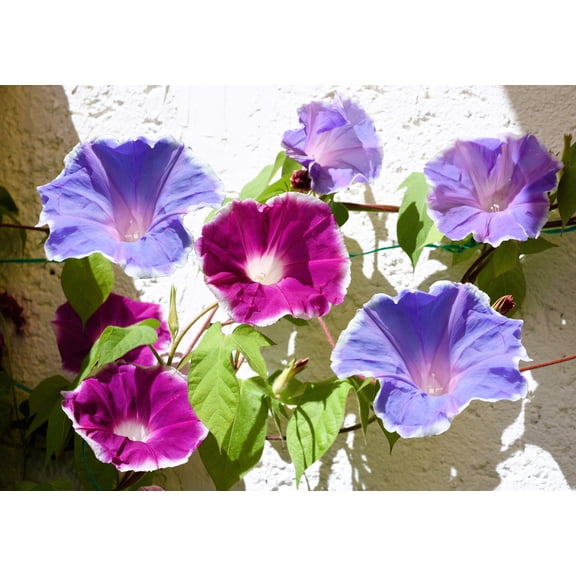 50 Mixed JAPANESE MORNING GLORY Ipomoea Nil Flower Vine Color Mix Bicolor Tricolor Blue Red White Pink Purple Violet Seeds