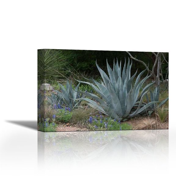 Agave and Bluebonnets at the Lady Bird Johnson Wildflower Center, near Austin, TX - Contemporary Fine Art Giclee on Canvas Gallery Wrap - wall décor - Art painting - 36 x 24 Inch - Ready to Hang