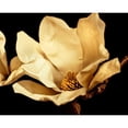 thumbnail image 3 of Perry, Rachel 14x12 Black Modern Framed Museum Art Print Titled - Buttercream Magnolia I, 3 of 5