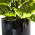 thumbnail image 4 of Rubber Plant in Glossy Cylinder (Real Touch), 4 of 5