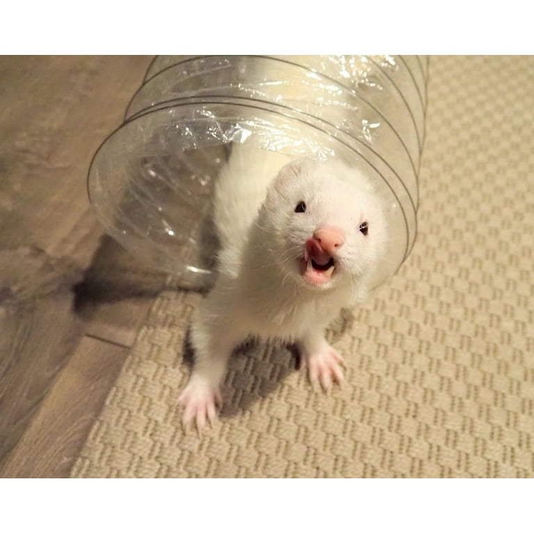 Ferret toys walmart hot sale