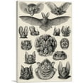 thumbnail image 1 of ARTCANVAS Chiroptera Bat Tan 1904 Canvas Art Print by Ernst Haeckel - Size: 18" x 12" (1.50" Deep), 1 of 9