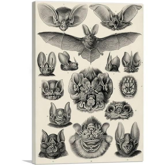 ARTCANVAS Chiroptera Bat Tan 1904 Canvas Art Print by Ernst Haeckel - Size: 18" x 12" (1.50" Deep)