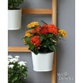 thumbnail image 2 of Nature's Way Farms Ixora Maui Duo (8-15 inches tall) in growers pot, 2 of 5
