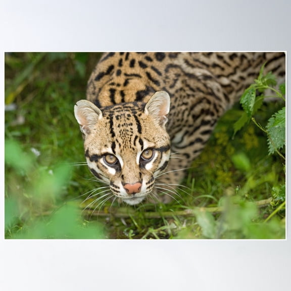 Ocelot Poster Wall Art, Modern Wall Decor For Living Room Bedroom, 8x12 UNFRAMED