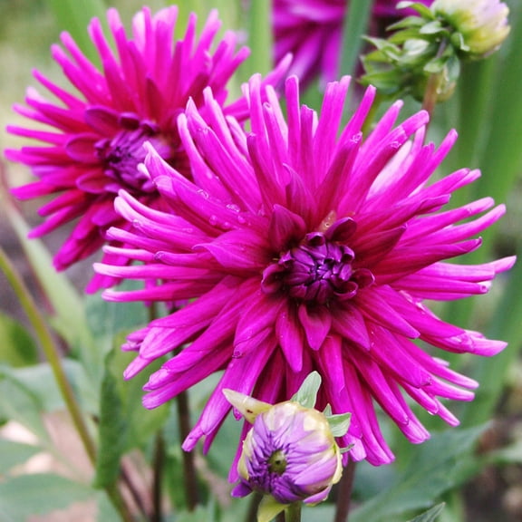 Purple Gem Cactus Dahlia Flower Bulbs - 3 Bulbs per Pack - Grows Well In Containers - Deer Resistant - Good as Cut Flowers