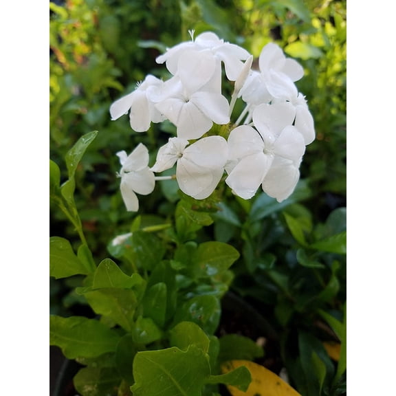 Plumbago auriculata, White Cape Leadwort , 4 Inch Pot