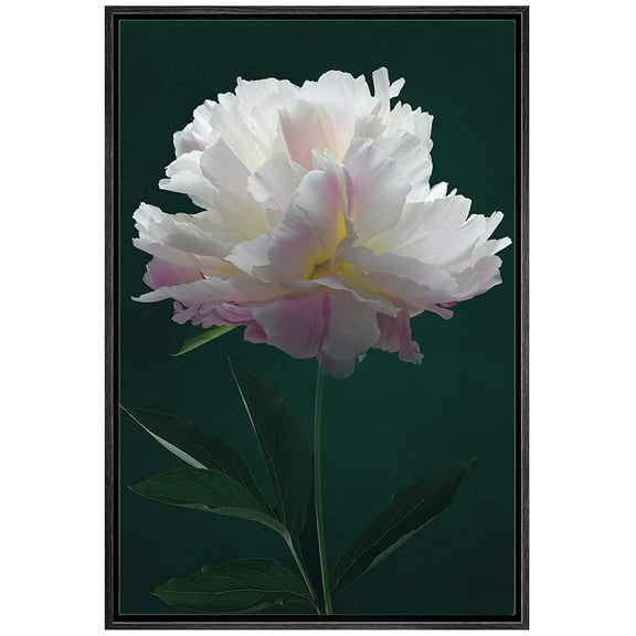 IDEA4WALL Framed Canvas Art Wall Decor A White Chinese Peony with Black Background Floral Flower Photography Realism Romantics Closeup Relax/Calm for Dorm Home Office - 24"x36"