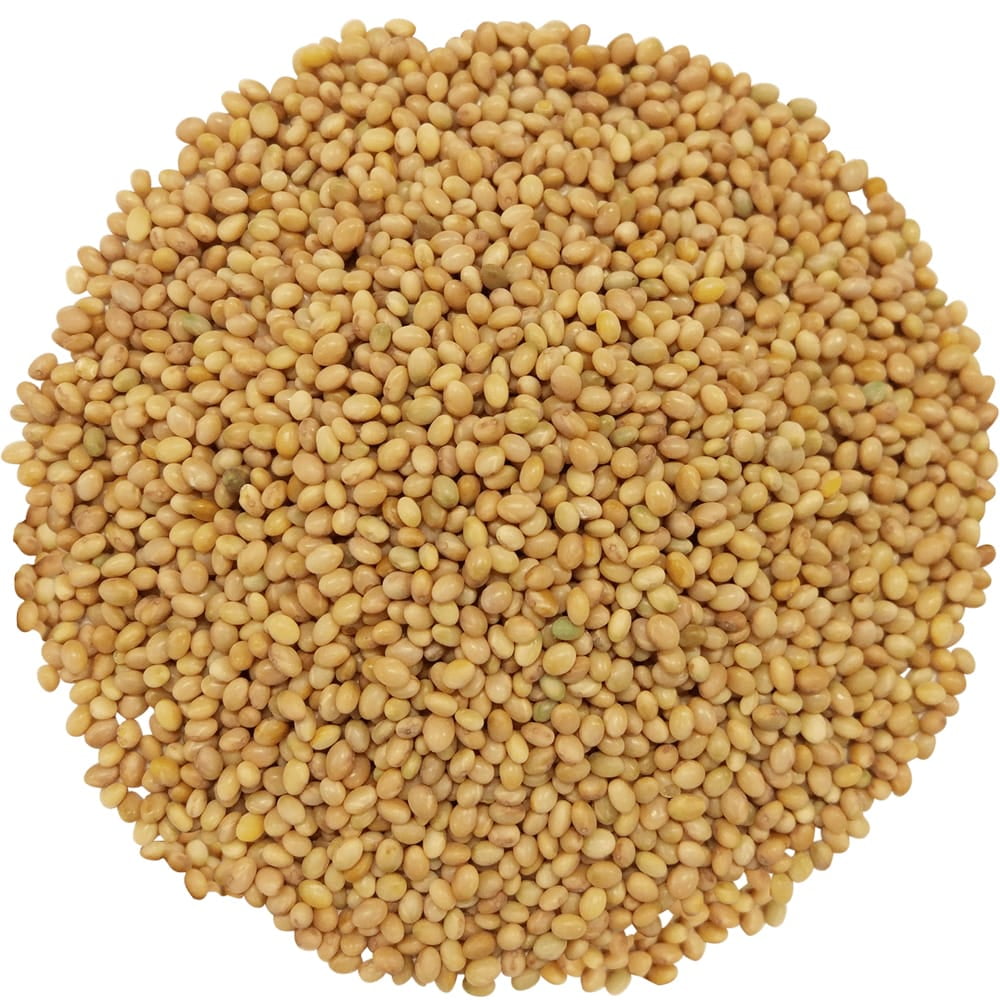 Organic Clover Sprouting Seeds 25 Pounds Great For Sprouts