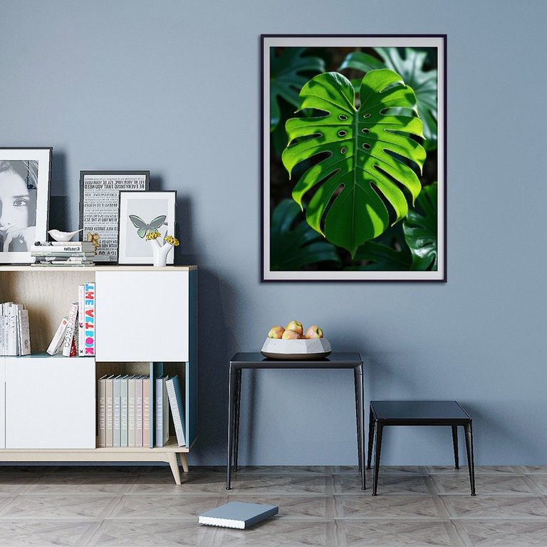 huge monstera leaf Large Monstera Leaf  FOUND