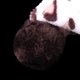 thumbnail image 5 of White with Chocolate Leopard Hooded Jumpsuit for Pet Dog -XXL Zulema none, 5 of 8