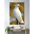 thumbnail image 2 of Sulphur Crested Cockatoo. Cedar Creek, Queensland Australia. Poster Wall Art, Modern Wall Decor For Living Room Bedroom, 16x24 UNFRAMED, 2 of 3