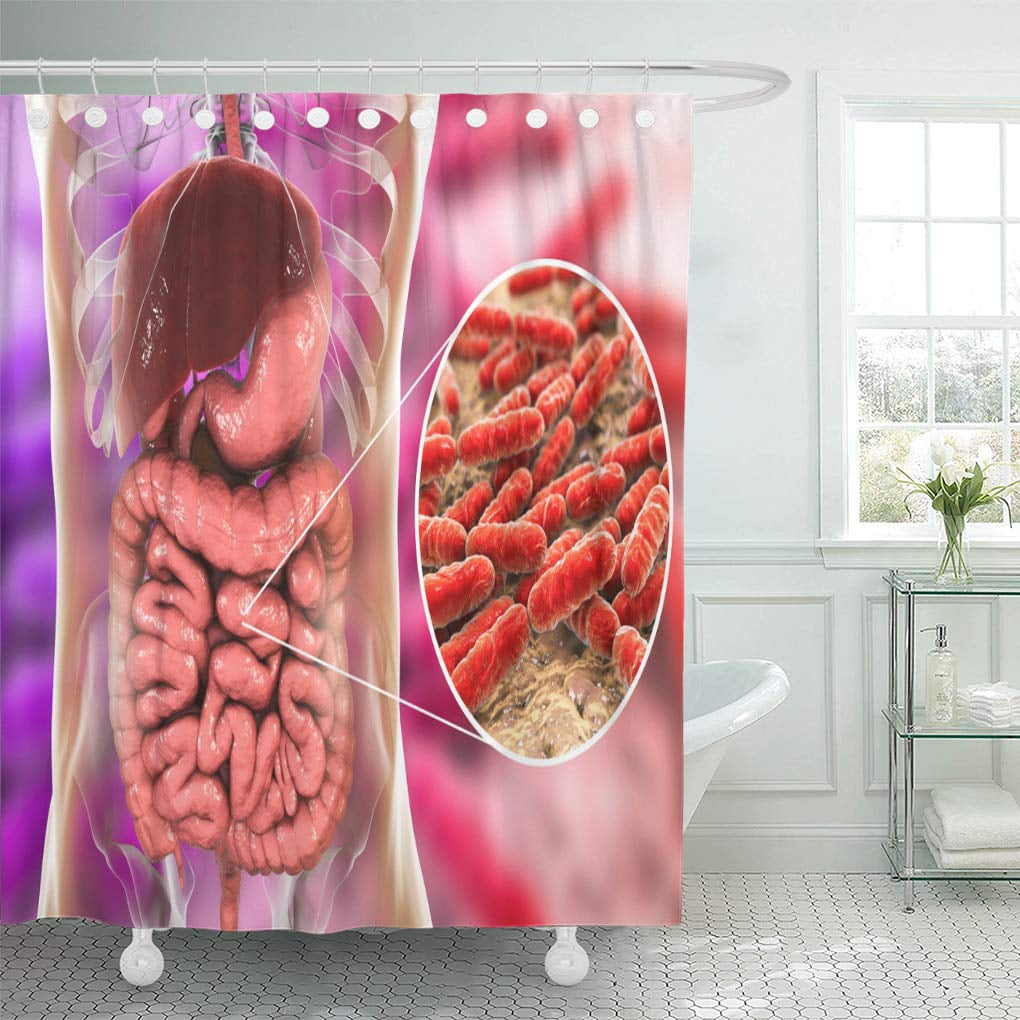 SUTTOM Gut Normal Flora of Small Intestine Bacteria Lactobacillus 3D