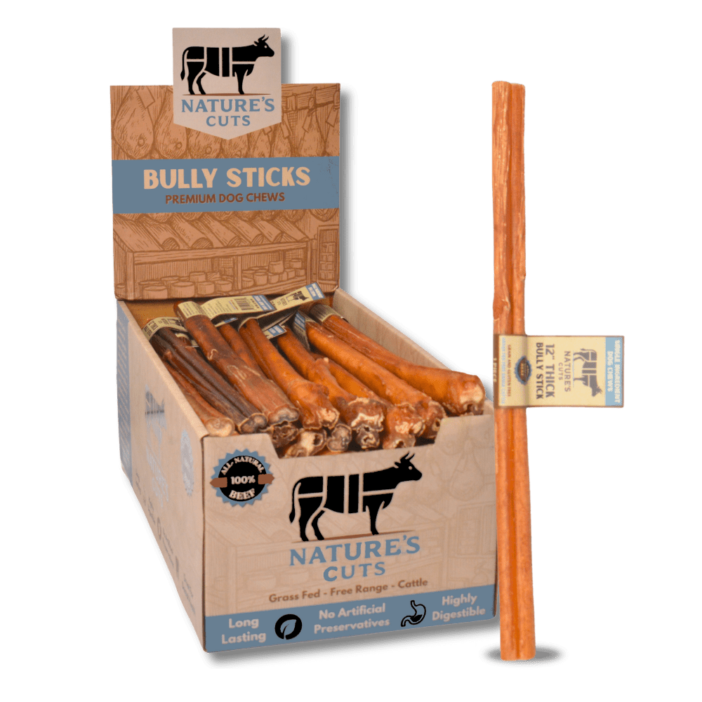 12" Thick Bully Sticks Display Box (40 ct) with Individual UPC Tags - 100% All Natural Beef