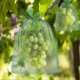 thumbnail image 1 of 100 Pack Mesh Drawstring Bags for Fruit Protection, Safeguard Grapes from Birds and Insects (30x20cm/23x17cm), 1 of 5