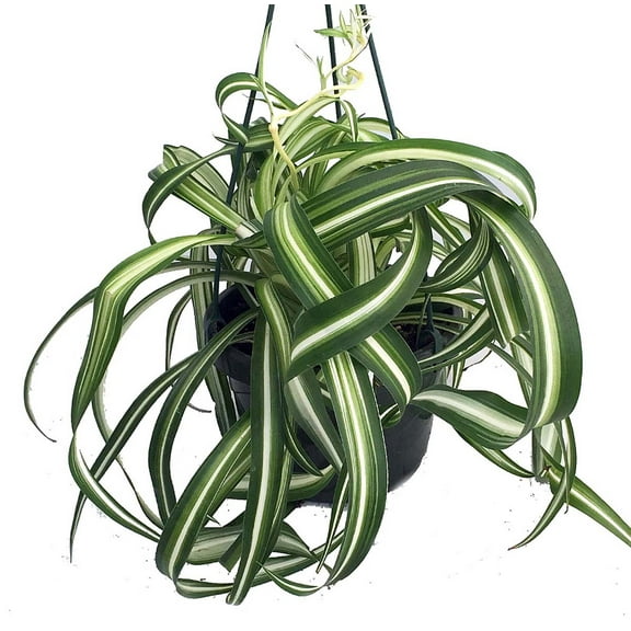 Bonnie Curly Spider Plant -Cleans the Air - 6" Hanging Basket
