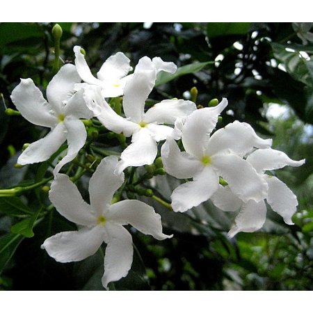 Pinwheel Jasmine Plant - Tabernaemontana - Very Fragrant - 4" Pot