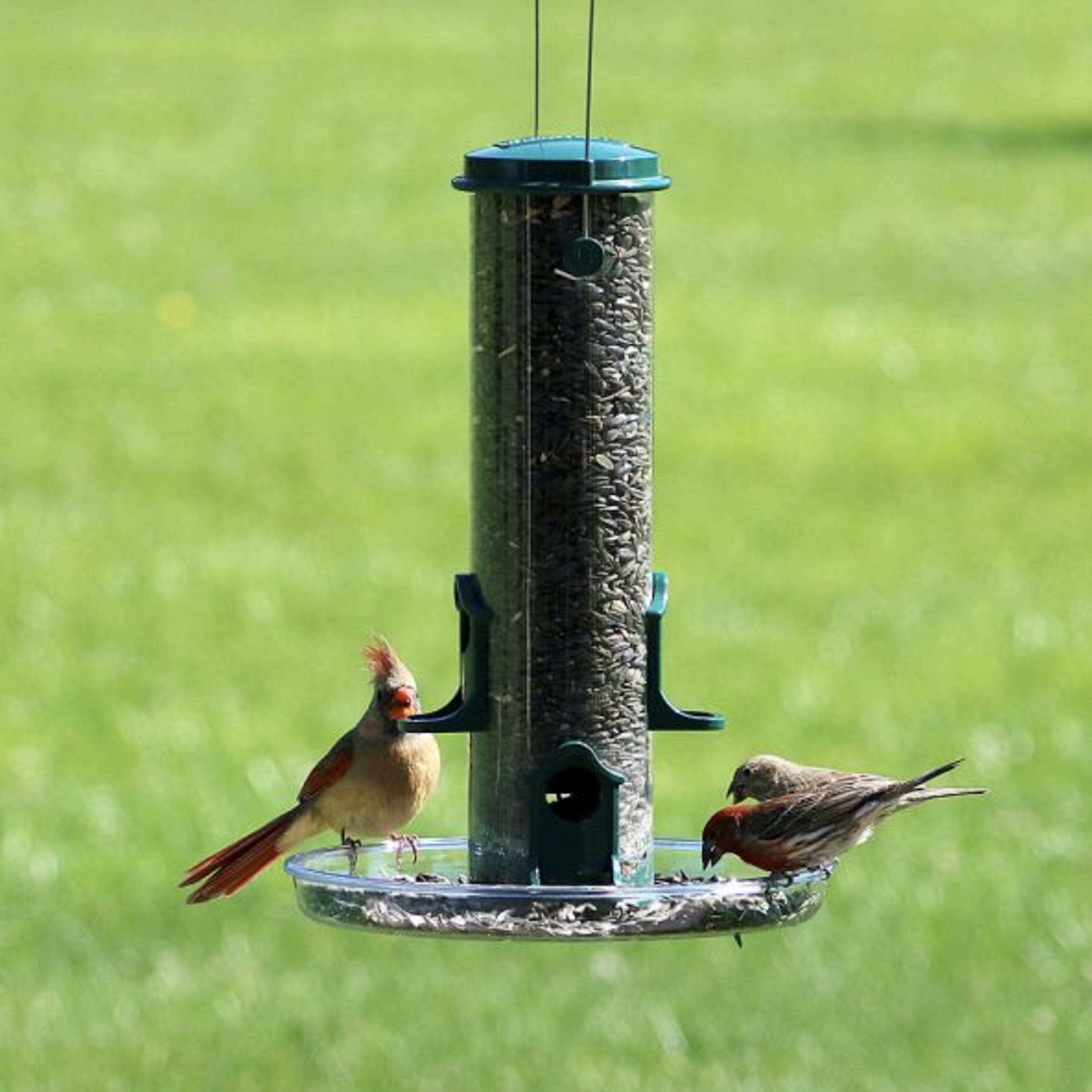 Backyard Essentials Bird Seed Tray, Compatible with BE Tube Feeders, Plastic