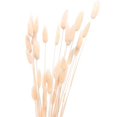 thumbnail image 1 of 60pcs Dried Grass Pennisetum, 1 of 3