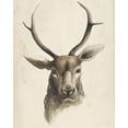 thumbnail image 2 of Popp, Grace 20x24 White Modern Wood Framed Museum Art Print Titled - Watercolor Animal Study I, 2 of 4