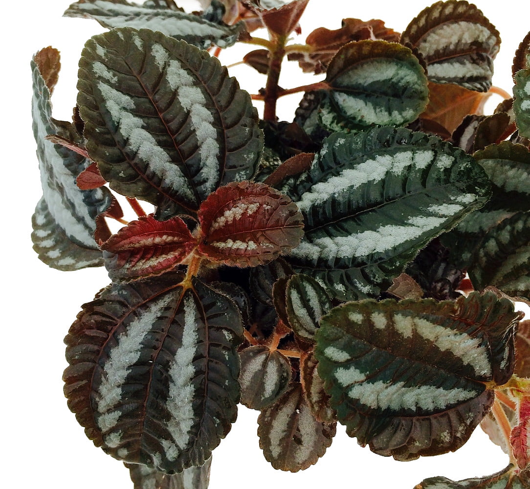 Friendship Plant Pilea involucrata 2 Plants 2&quot; pots