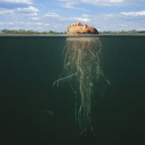 The Mars Volta - De-Loused In The Comatorium - Music & Performance - Vinyl