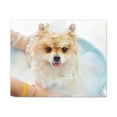 thumbnail image 4 of Cute Pomeranian Bath Canvas Wall Art for Home Decor Ready-to-Hang, 4 of 18
