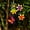 Multicolor Butterfly, variant on Solar owl Garden Light Outdoor, Owl Decor Metal Stakes Lights, Crackle Glass Light for Garden Lawn Pathway Yard Decortions