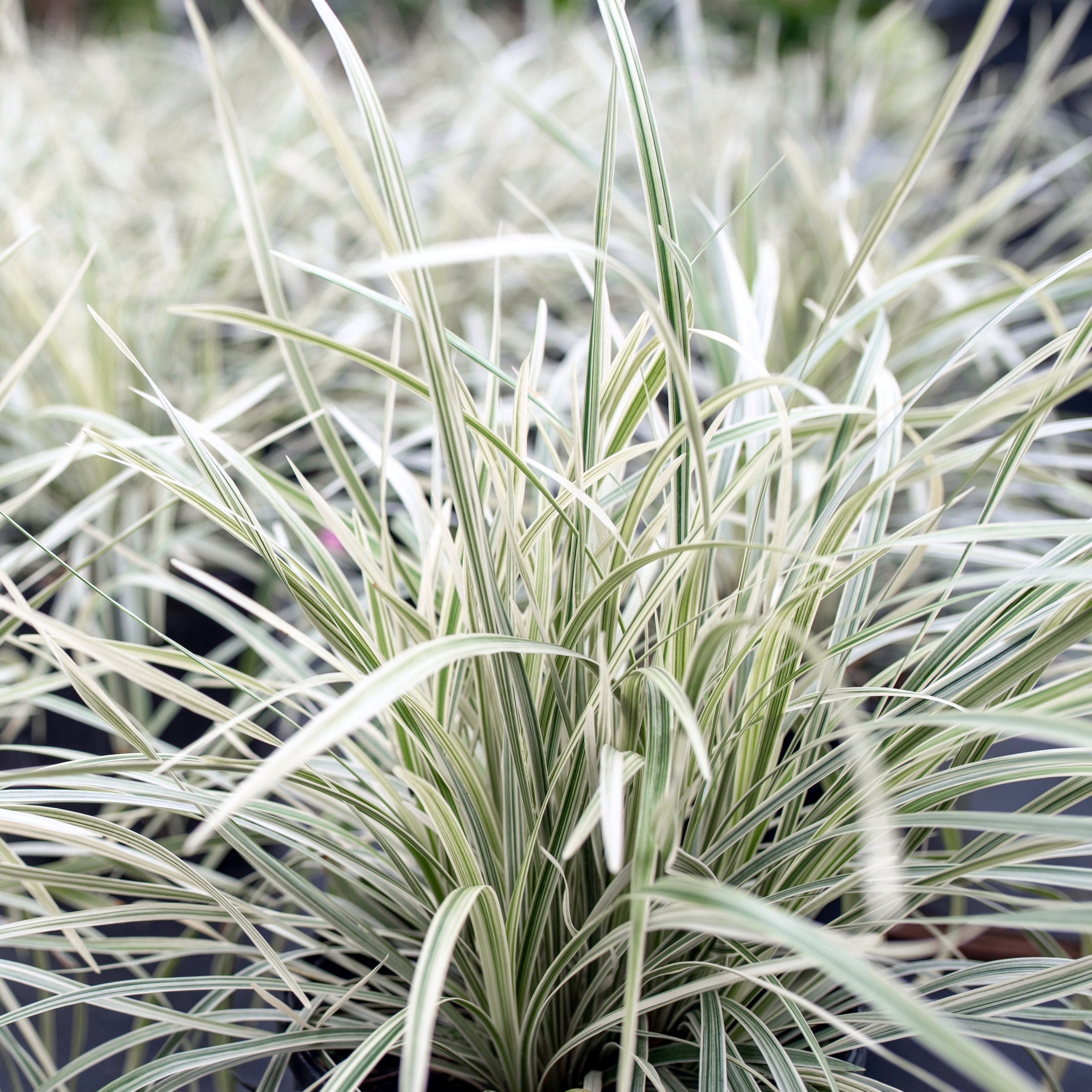 National Plant Network 4 in. Liriope Silver Dragon (32-Pack)