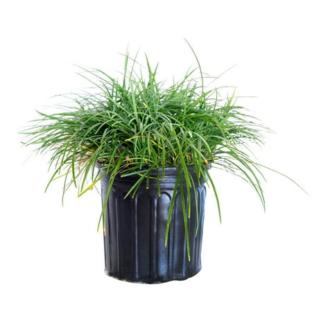 Mondo Grass (2.5 Quart) Evergreen Groundcover - Full Sun to Part Sun Live Outdoor Plant